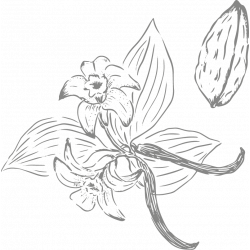 Berlingot Cocoa Tonka Vanilla