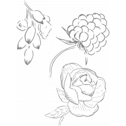 Berlingot Cocoa Raspberry Rose Cardamom