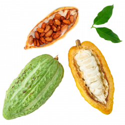 Berlingot Cocoa Grand Cru Plain