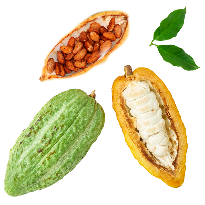 Berlingot Cacao Grand Cru Nature