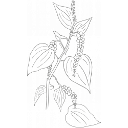 De Buyer Pepper Mill Box + Organic Kampot Black Pepper & PGI