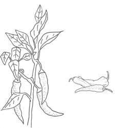 Sweet Paprika from Hungary