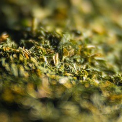 Bear's garlic from Ain