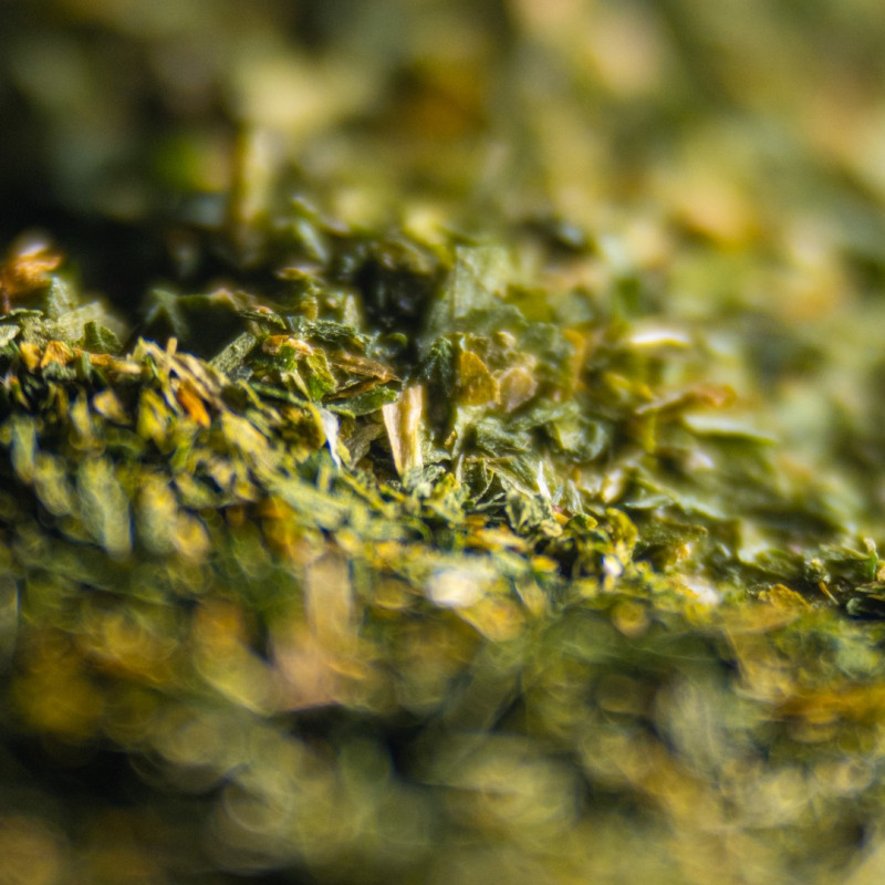 Bear's garlic from Ain