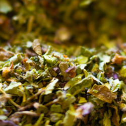 Organic Basil Tulsi from France