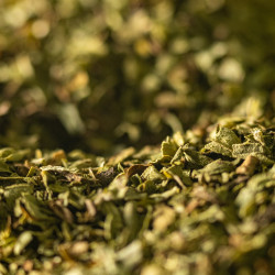 Oregano from Provence