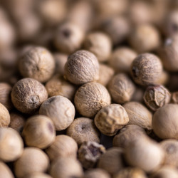 Yupanqui white pepper