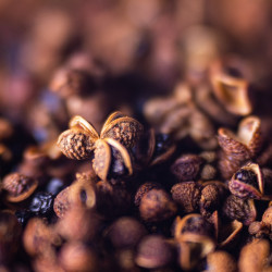 Wild treetop pepper