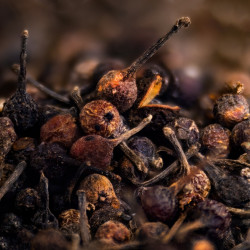 Poivre sauvage Voatsiperifery de Madagascar
