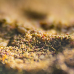 Zaatar