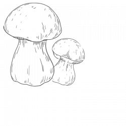 Berlingot Porcini powder