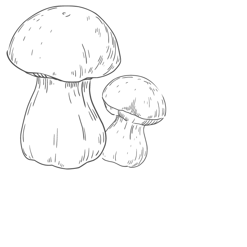 Berlingot Porcini powder