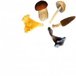Coffret Champignons