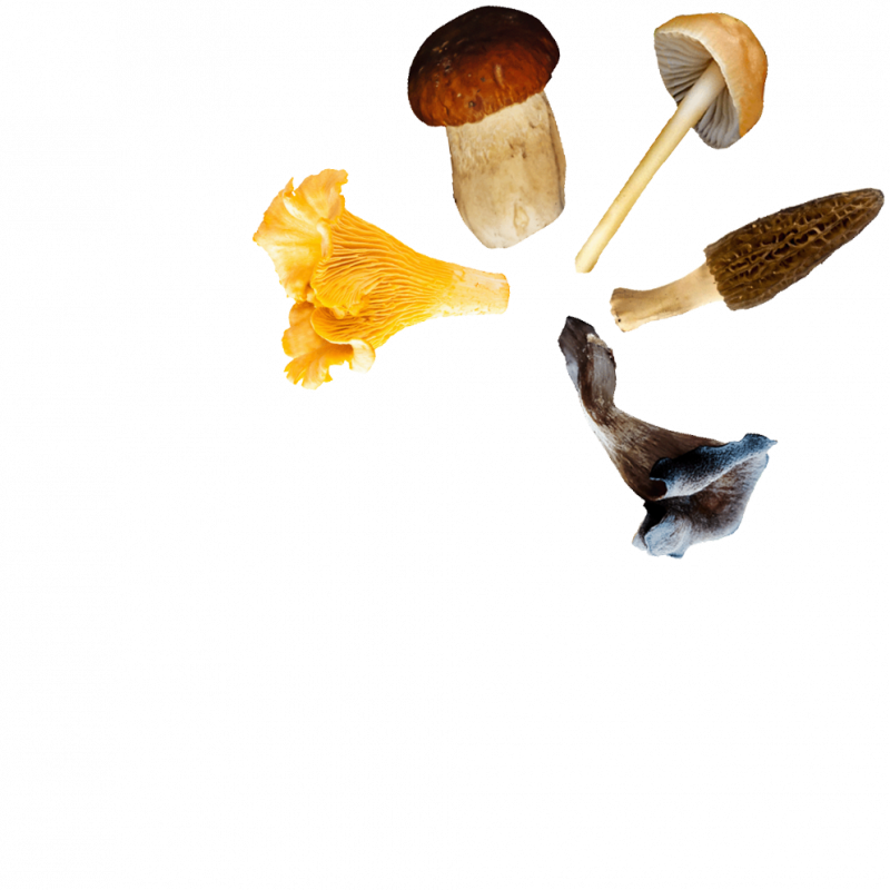 Coffret Champignons