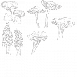 Coffret Champignons