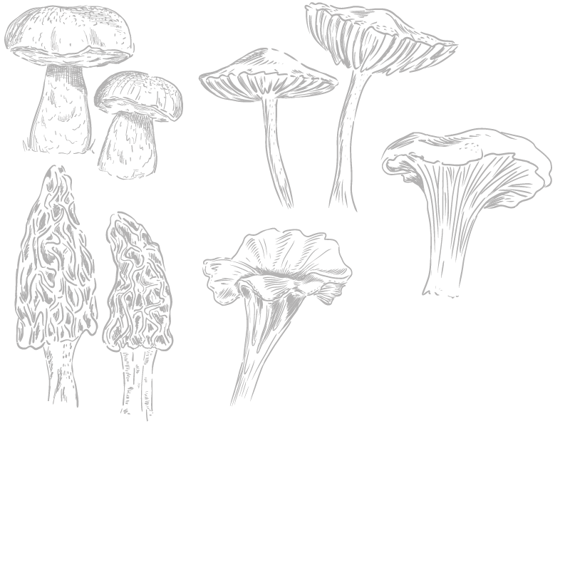 Coffret Champignons