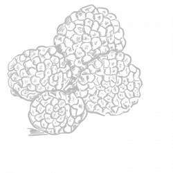 Berlingot Truffe d'été