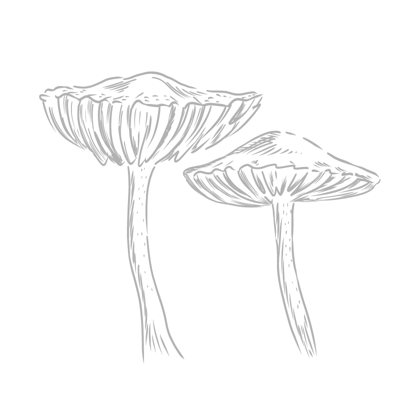 Berlingot Mousseron Max Daumin - Histoire