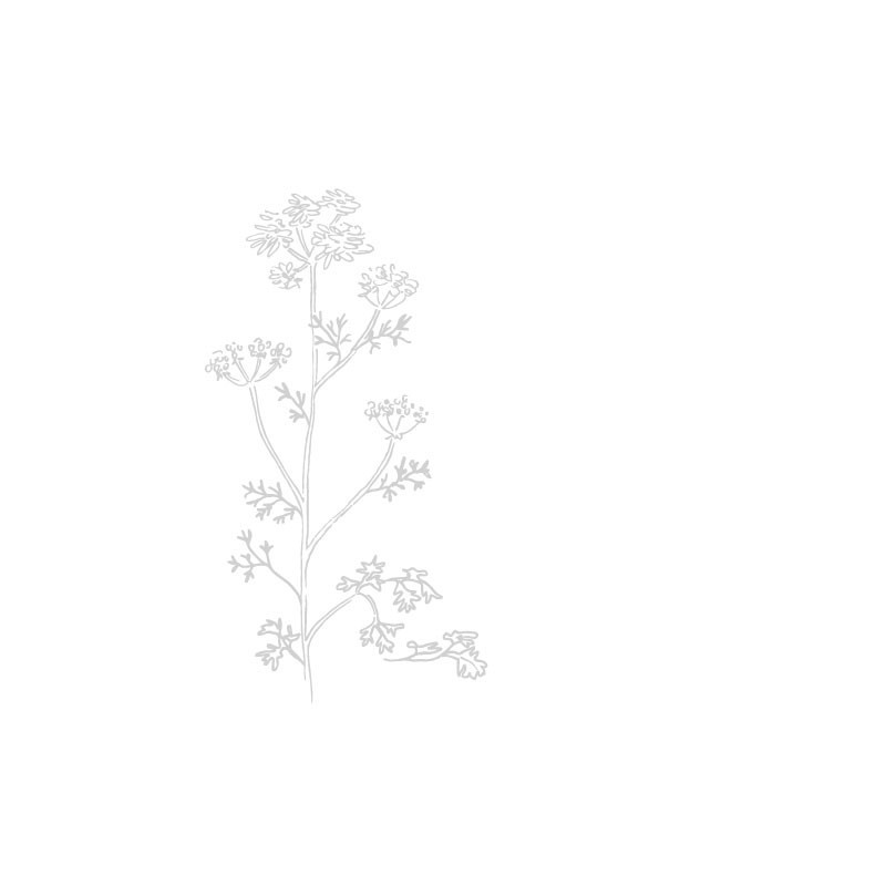 Coriandre Bio de France