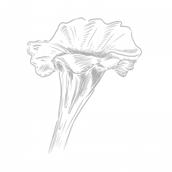 Berlingot Trompette des morts