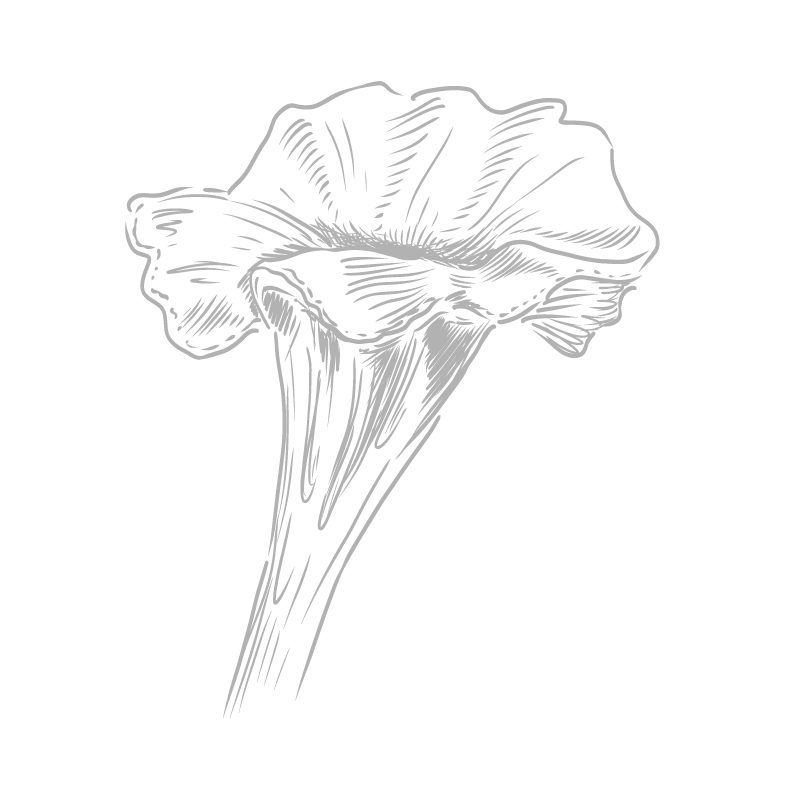 Berlingot Trompette des morts Max Daumin - Histoire