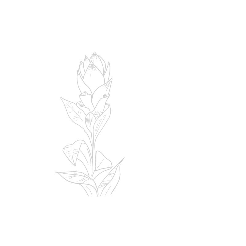 Curcuma Bio de Madagascar