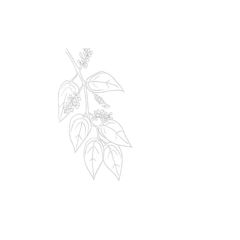 Voatsiperifery Wild Pepper