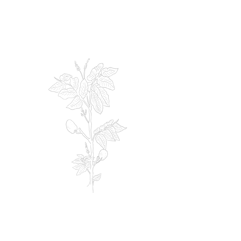 Organic Tonka bean harvested in Guyana