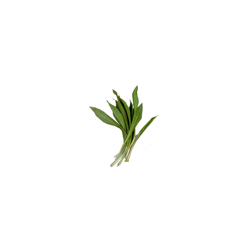 Bear's garlic from Ain