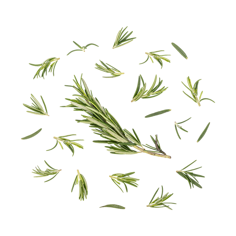 Rosemary from Provence - Organic