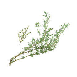 Thyme PGI from Provence