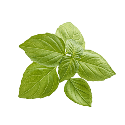Basil from Provence
