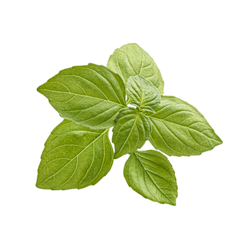 Basil from Provence Max Daumin