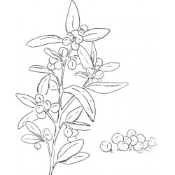 Tasmanian Pepper Berry