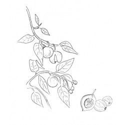 Nutmeg from Sri Lanka