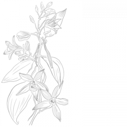 Bourbon vanilla from Madagascar – Gourmet & Bio