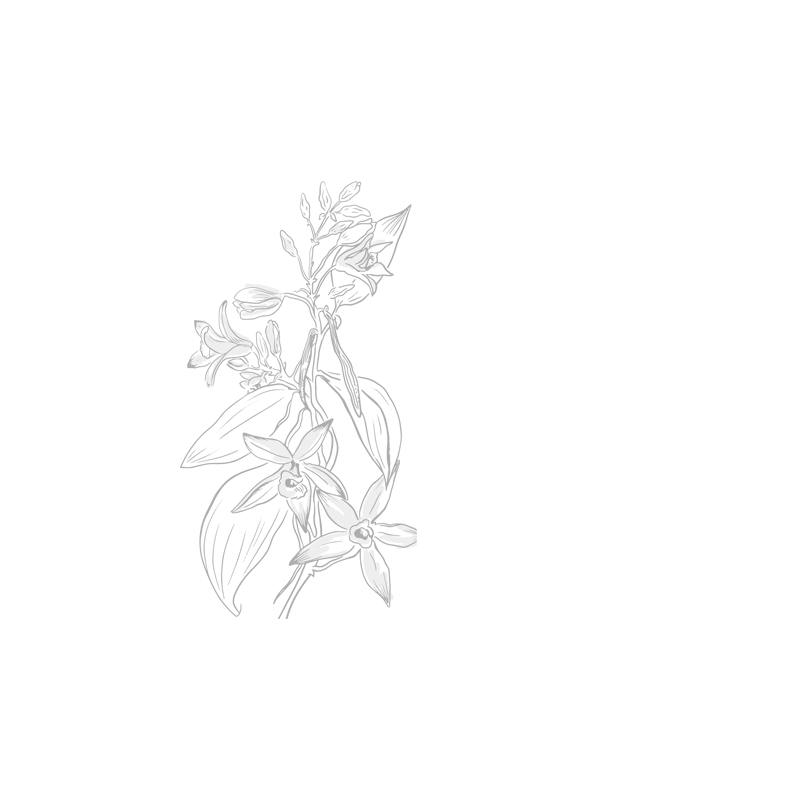 Bourbon vanilla from Madagascar – Gourmet & Bio