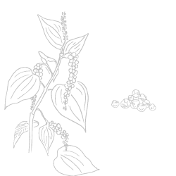 Poivre noir de Phú Quốc