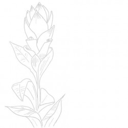 Organic turmeric from Guadeloupe bulk