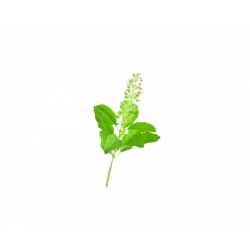 Organic Basil Tulsi from France