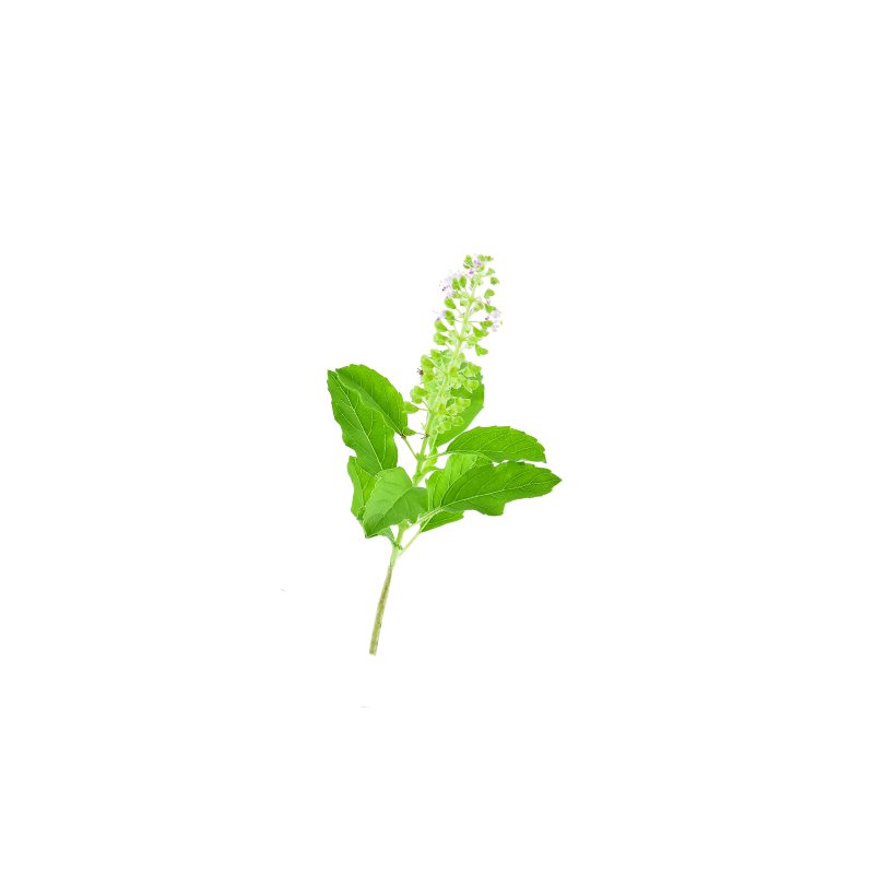 Basilic Tulsi Bio de France