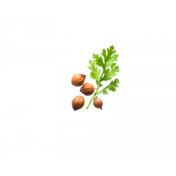 Organic coriander from France