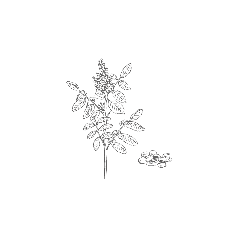 Sumac from Sicily bulk