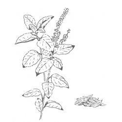 Organic Basil Tulsi from France