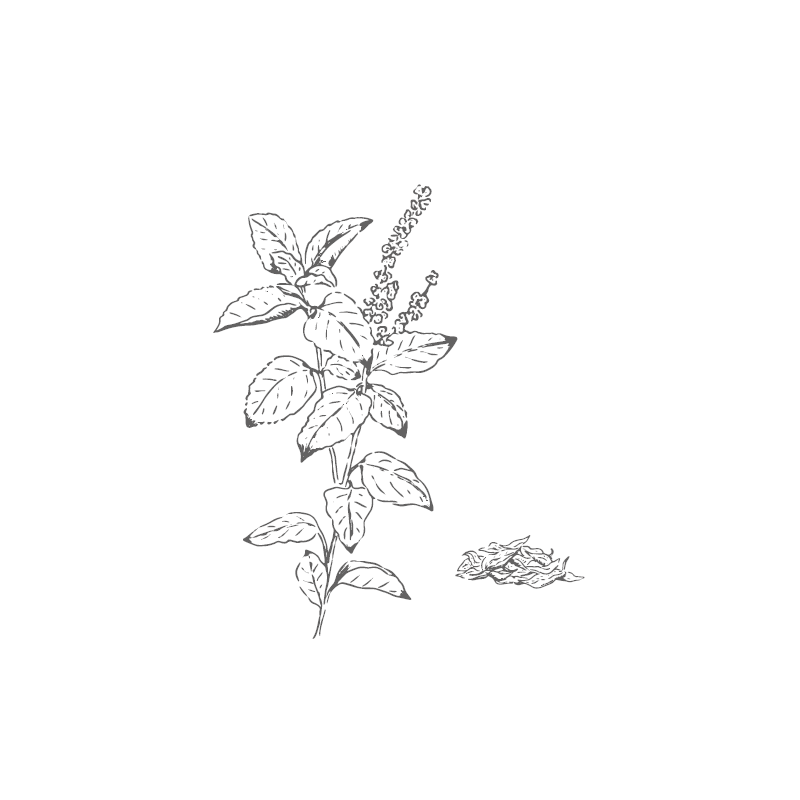 Organic Basil Tulsi from France