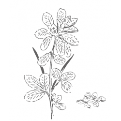 Organic Fenugreek from France