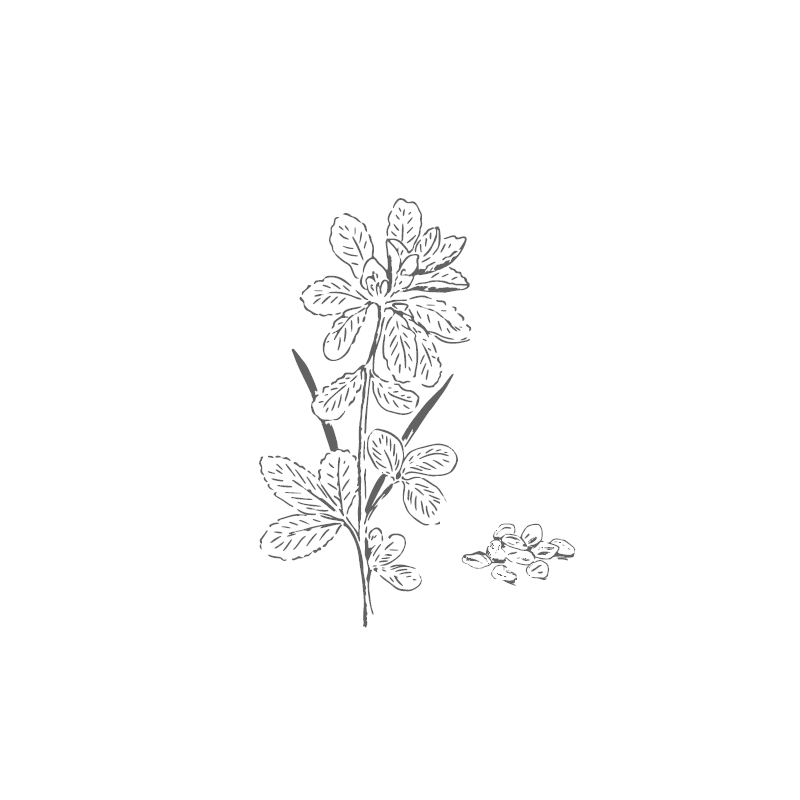 Organic Fenugreek from France