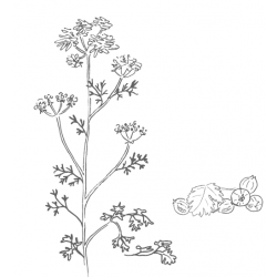 Organic coriander from France