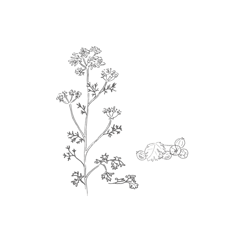 Organic coriander from France