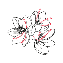 Saffron pistils from Afghanistan - Neguine